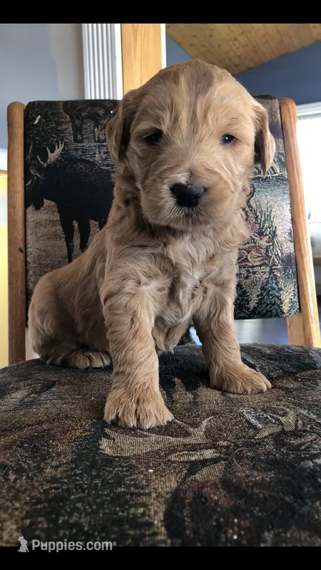 Shiloh – Goldendoodle puppy for sale in Deer River, MN