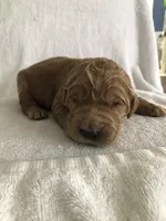 Milo, a male Goldendoodle for sale in Deer River, MN – Photo 2 of 2