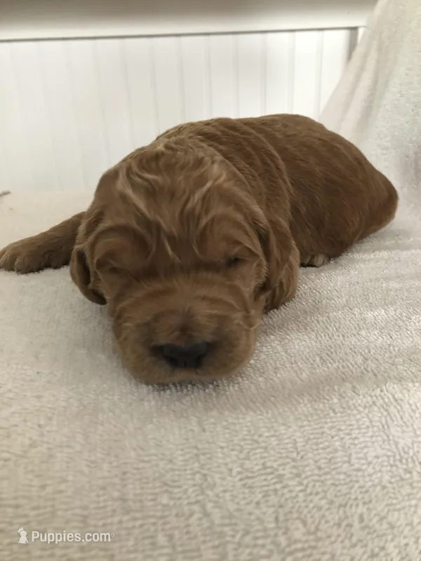 Milo – Goldendoodle puppy for sale in Deer River, MN