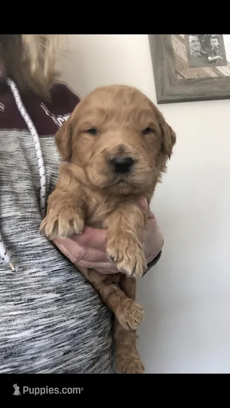 Milo – Goldendoodle puppy for sale in Deer River, MN