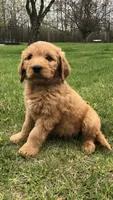 Rocko, a male Goldendoodle for sale in Deer River, MN – 4 of 4