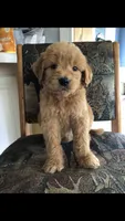 Harley, a male Goldendoodle for sale in Deer River, MN – 2 of 3