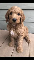 Harley, a male Goldendoodle for sale in Deer River, MN – 1 of 6