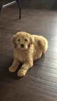 Daisy, a female Goldendoodle for sale in Deer River, MN – 3 of 4