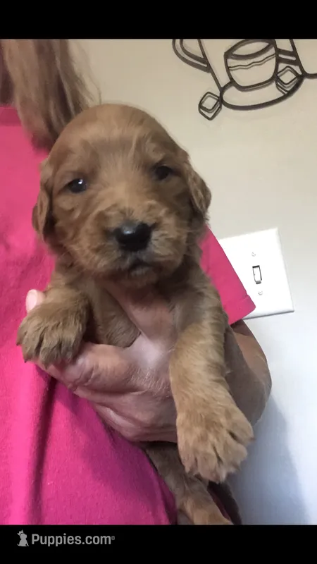 Sophie – Goldendoodle puppy for sale in Deer River, MN