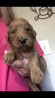 Sophie, a female Goldendoodle for sale in Deer River, MN – 1 of 1