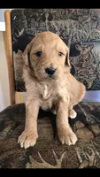 Scout, a male Goldendoodle for sale in Deer River, MN – 1 of 3