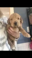 Bentley, a male Goldendoodle for sale in Deer River, MN – 2 of 2