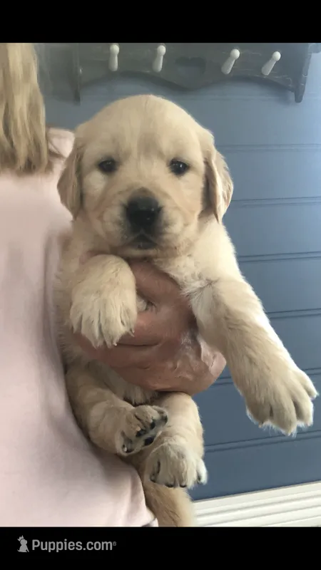 Luna – Golden Retriever puppy for sale in Deer River, MN