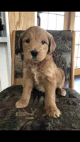 River, a male Goldendoodle for sale in Deer River, MN – 3 of 4