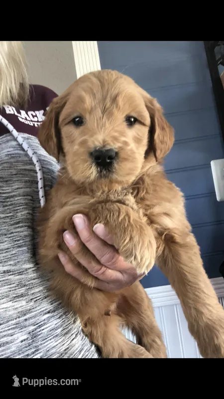 River – Goldendoodle puppy for sale in Deer River, MN