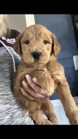 River, a male Goldendoodle for sale in Deer River, MN – 2 of 4