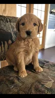 River, a male Goldendoodle for sale in Deer River, MN – 4 of 4