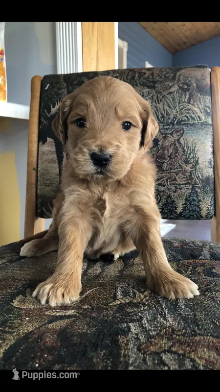 River – Goldendoodle puppy for sale in Deer River, MN