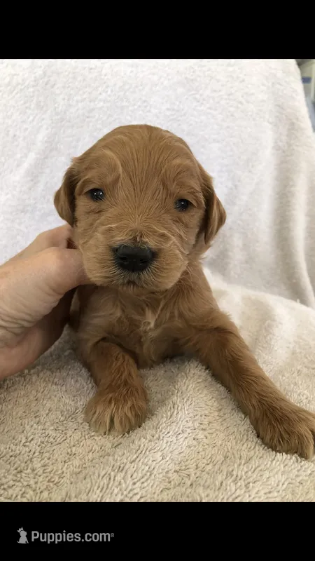 River – Goldendoodle puppy for sale in Deer River, MN