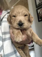 Archie, a male Goldendoodle for sale in Deer River, MN – 1 of 1