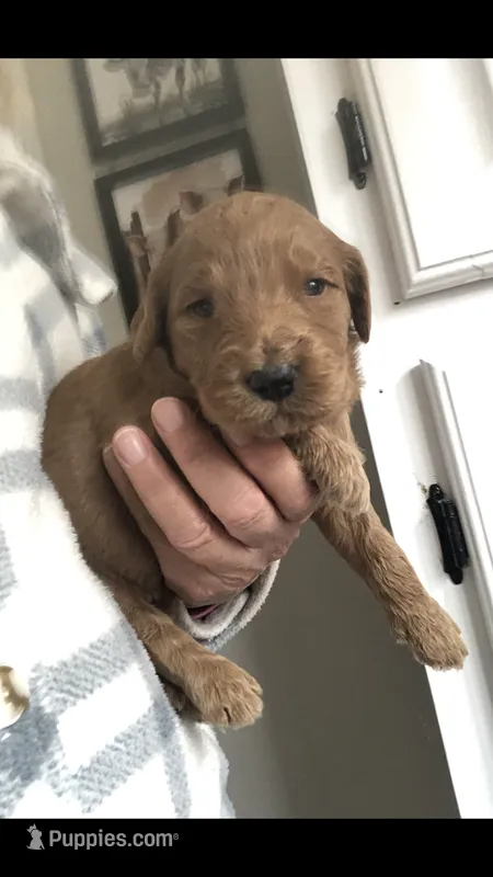 Gemma – Goldendoodle puppy for sale in Deer River, MN