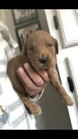 Gemma, a female Goldendoodle for sale in Deer River, MN – 1 of 1