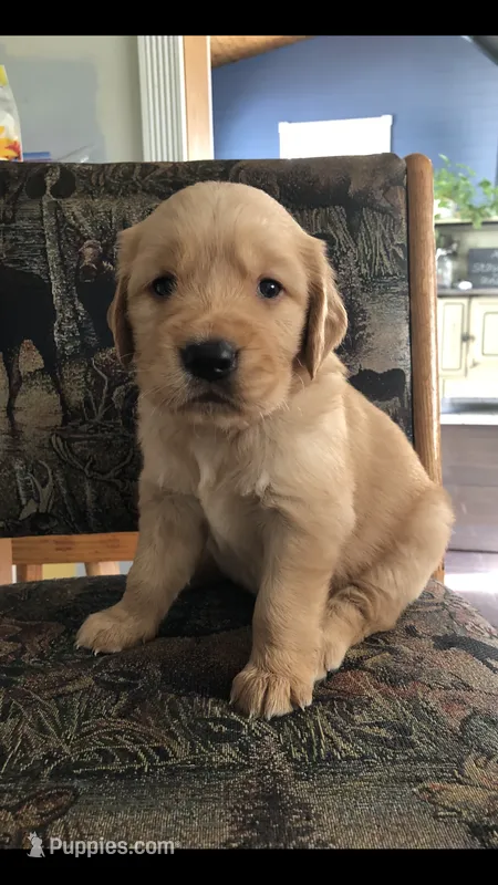 Willow – Golden Retriever puppy for sale in Deer River, MN