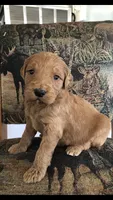 Ruby, a female Goldendoodle for sale in Deer River, MN – 4 of 4
