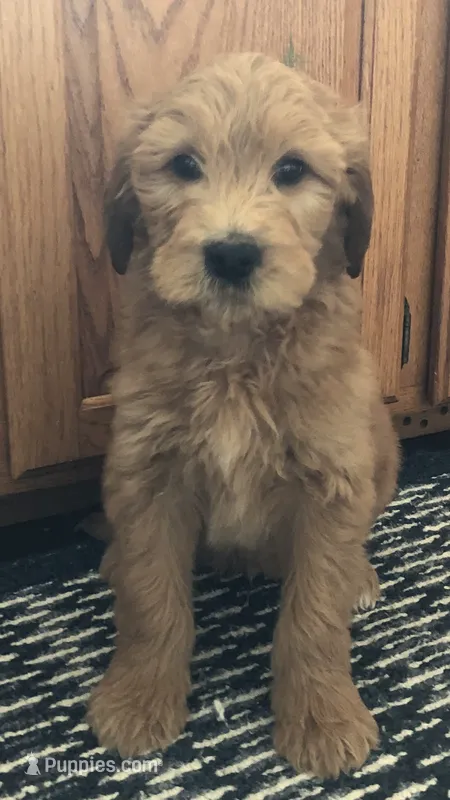 River – Goldendoodle puppy for sale in Deer River, MN