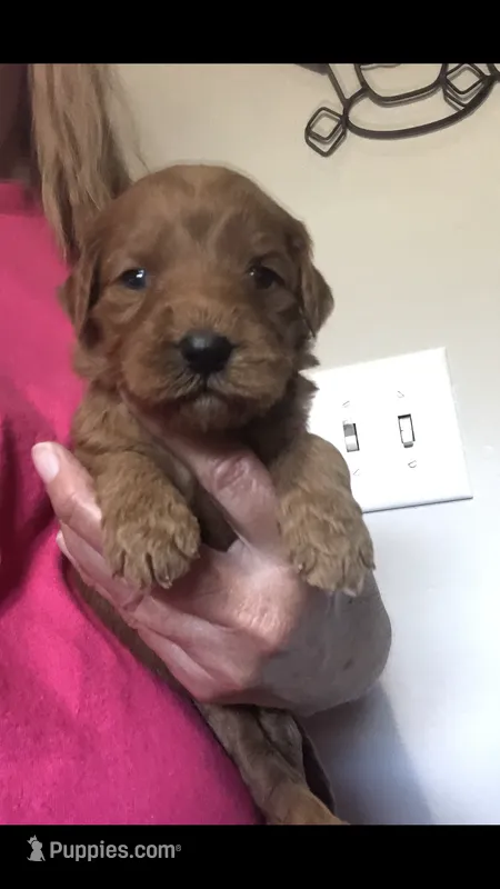 Rosie – Goldendoodle puppy for sale in Deer River, MN