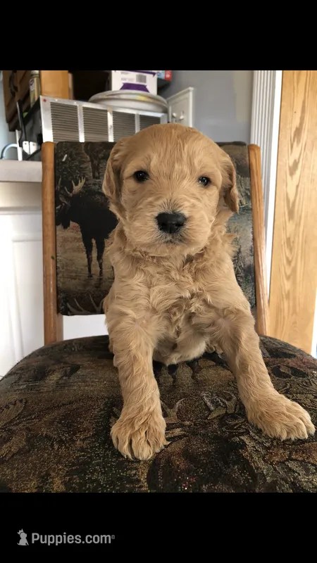Archie – Goldendoodle puppy for sale in Deer River, MN