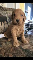 Ruby, a female Goldendoodle for sale in Deer River, MN – 1 of 4