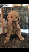 Bella, a female Goldendoodle for sale in Deer River, MN – 2 of 2
