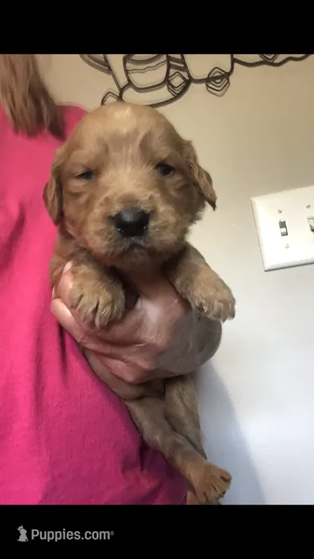 Gemma – Goldendoodle puppy for sale in Deer River, MN