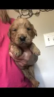 Gemma, a female Goldendoodle for sale in Deer River, MN – 1 of 1