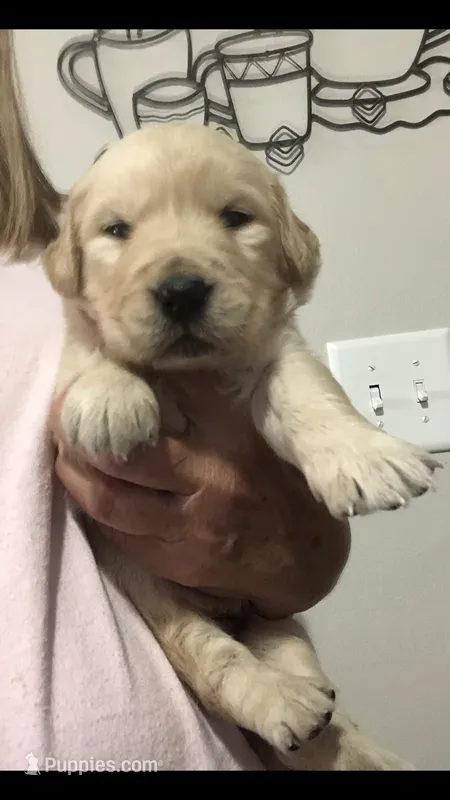 Luna – Golden Retriever puppy for sale in Deer River, MN
