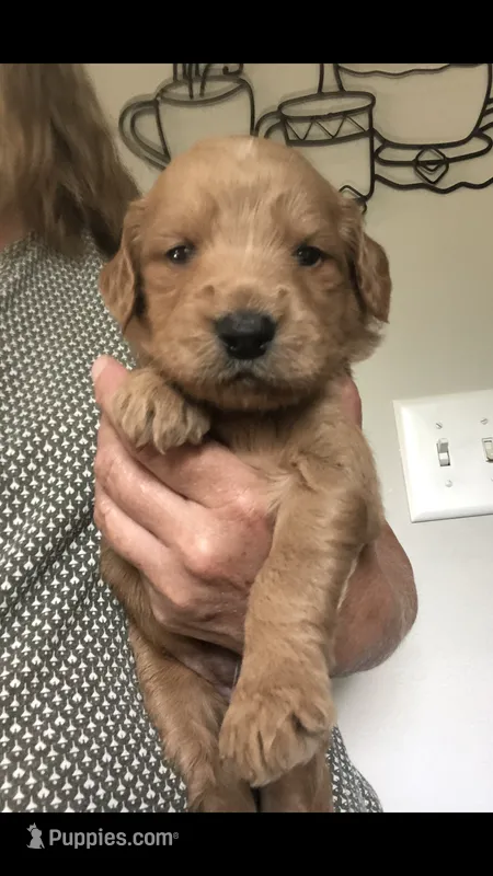 Sophie – Goldendoodle puppy for sale in Deer River, MN