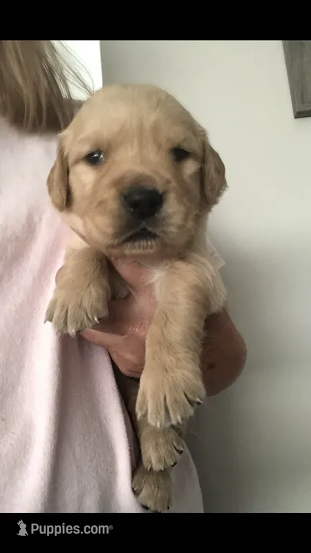 Charlie – Golden Retriever puppy for sale in Deer River, MN