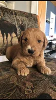 Willow, a female Goldendoodle for sale in Deer River, MN – 2 of 3
