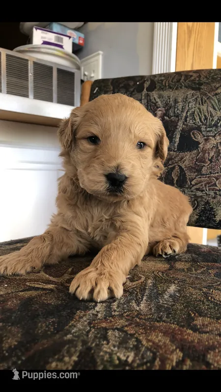 Buddy – Goldendoodle puppy for sale in Deer River, MN