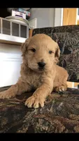 Buddy, a male Goldendoodle for sale in Deer River, MN – 1 of 3