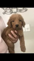 Luna, a female Goldendoodle for sale in Deer River, MN – 4 of 4