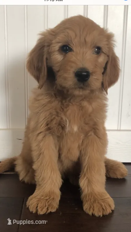 Rocko – Goldendoodle puppy for sale in Deer River, MN