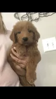 Luna, a female Goldendoodle for sale in Deer River, MN – 3 of 4