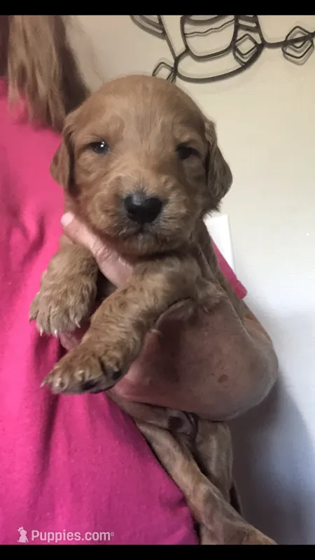 Louie – Goldendoodle puppy for sale in Deer River, MN
