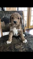 Louie, a male Goldendoodle for sale in Deer River, MN – 6 of 8