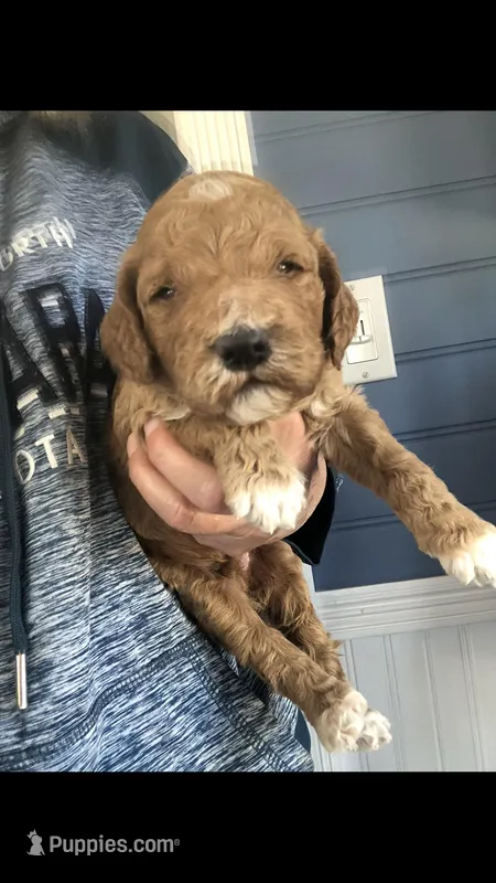 Louie – Goldendoodle puppy for sale in Deer River, MN