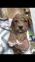 Louie, a male Goldendoodle for sale in Deer River, MN – 7 of 8