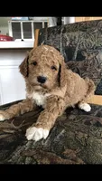 Louie, a male Goldendoodle for sale in Deer River, MN – 3 of 8