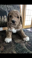 Louie, a male Goldendoodle for sale in Deer River, MN – 8 of 8