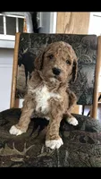 Louie, a male Goldendoodle for sale in Deer River, MN – 5 of 8