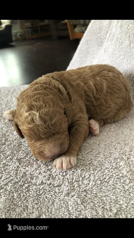 Louie – Goldendoodle puppy for sale in Deer River, MN