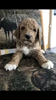 Louie, a male Goldendoodle for sale in Deer River, MN – 4 of 8