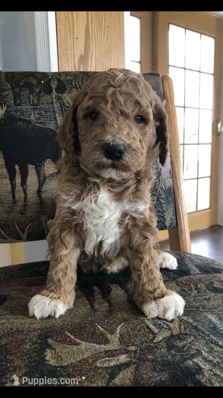 Louie – Goldendoodle puppy for sale in Deer River, MN